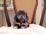 Kaninchen-Dachshund2082 Kaninchen-Dachshund2082