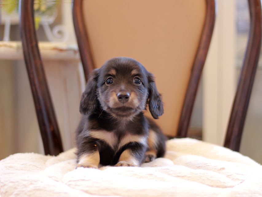 カニンヘン ダックスフンド ピアノ & 朝日の子犬 ブラックイエロー（ブラッククリーム） 男の子（2）