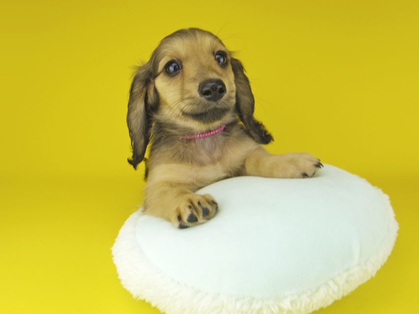 カニンヘン ダックスフンド ローリー & タケルの子犬 イエロー（クリーム） 女の子（1）