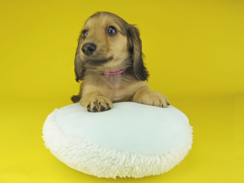 カニンヘン ダックスフンド ローリー & タケルの子犬 イエロー（クリーム） 女の子（1）