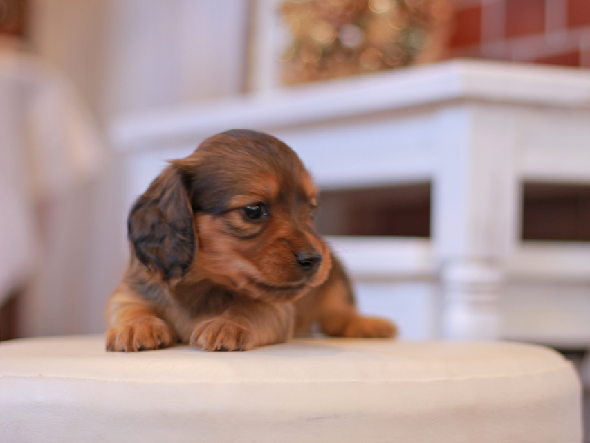 カニンヘン ダックスフンド ティナ&竹千代CHの子犬 レッド 女の子