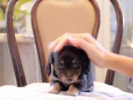 Kaninchen-Dachshund2094