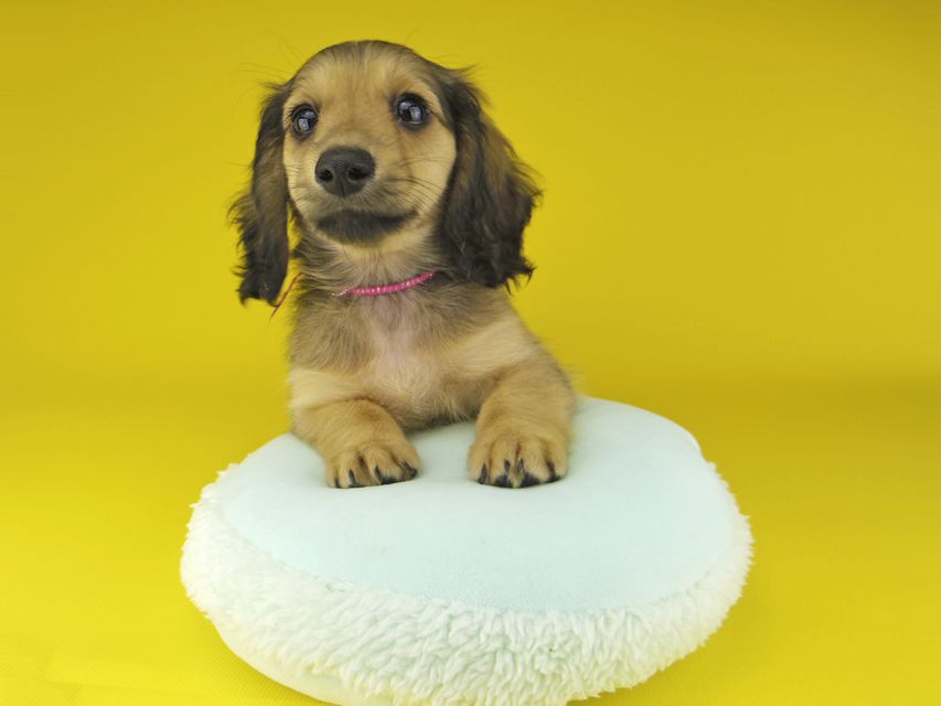 カニンヘン ダックスフンド ローリー & タケルの子犬 イエロー（クリーム） 女の子（1）