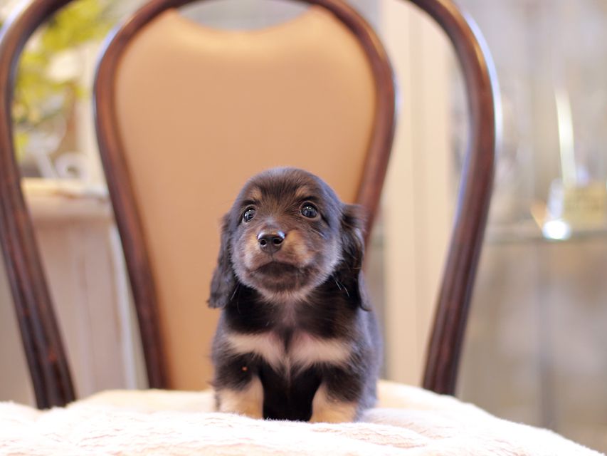 カニンヘン ダックスフンド ピアノ & 朝日の子犬 ブラックイエロー（ブラッククリーム） 男の子（2）