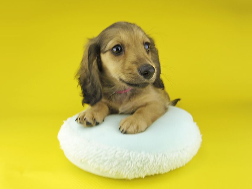 カニンヘン ダックスフンド ローリー & タケルの子犬 イエロー（クリーム） 女の子（1）