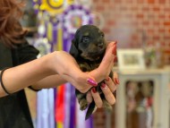 Kaninchen-Dachshund21 Kaninchen-Dachshund21