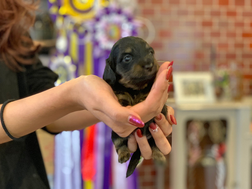 カニンヘン ダックスフンド ピノ & ブルースの子犬 ブラックイエロー（ブラッククリーム） 女の子