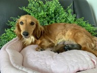 Kaninchen-Dachshund2