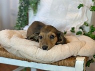 Kaninchen-Dachshund21 Kaninchen-Dachshund21