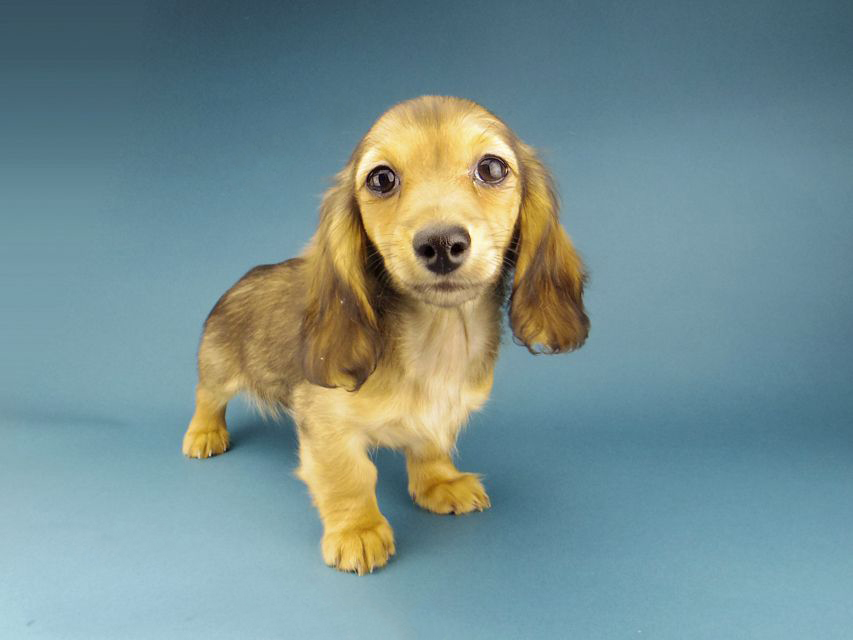 カニンヘン ダックスフンド サファリ & 竹千代CHの子犬 レッド 女の子