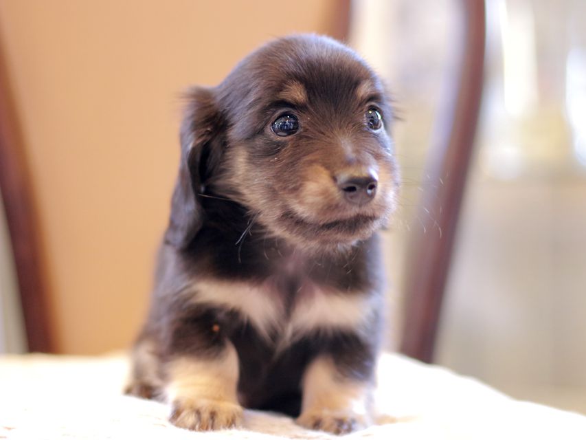カニンヘン ダックスフンド ピアノ & 朝日の子犬 ブラックイエロー（ブラッククリーム） 男の子（2）