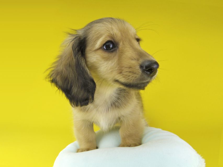 カニンヘン ダックスフンド ローリー & タケルの子犬 イエロー(クリーム) 女の子(2)Kaninchen-Dachshund2126 カニンヘン ダックスフンド ローリー & タケルの子犬 イエロー(クリーム) 女の子(2)