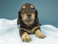 Kaninchen-Dachshund213