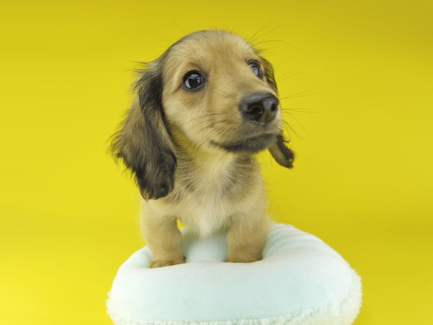 カニンヘン ダックスフンド ローリー & タケルの子犬 イエロー(クリーム) 女の子(2)Kaninchen-Dachshund2130 カニンヘン ダックスフンド ローリー & タケルの子犬 イエロー(クリーム) 女の子(2)