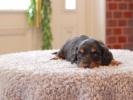 Kaninchen-Dachshund213 Kaninchen-Dachshund213