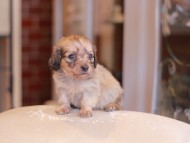 Kaninchen-Dachshund2134