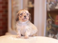 Kaninchen-Dachshund2141