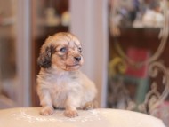 Kaninchen-Dachshund2143