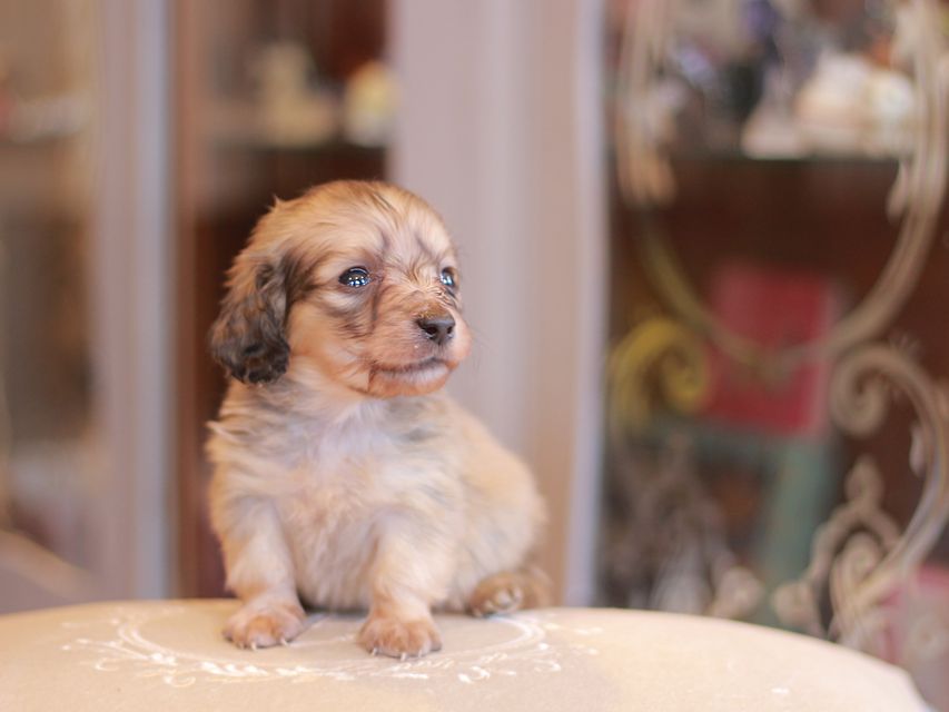 カニンヘン ダックスフンド シール & スカッシュの子犬 シェーデットイエロー(シェーデットクリーム) 男の子(1)Kaninchen-Dachshund2143 カニンヘン ダックスフンド シール & スカッシュの子犬 シェーデットイエロー(シェーデットクリーム) 男の子(1)