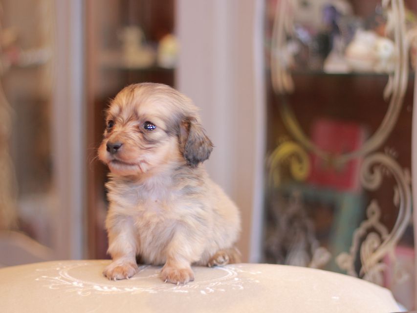 カニンヘン ダックスフンド シール & スカッシュの子犬 シェーデットイエロー(シェーデットクリーム) 男の子(1)Kaninchen-Dachshund2147 カニンヘン ダックスフンド シール & スカッシュの子犬 シェーデットイエロー(シェーデットクリーム) 男の子(1)