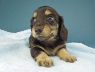 Kaninchen-Dachshund215 Kaninchen-Dachshund215