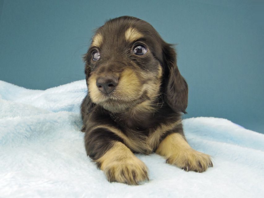 カニンヘン ダックスフンド ジャム & スルガの子犬 ブラックイエロー（ブラッククリーム） 女の子（2）