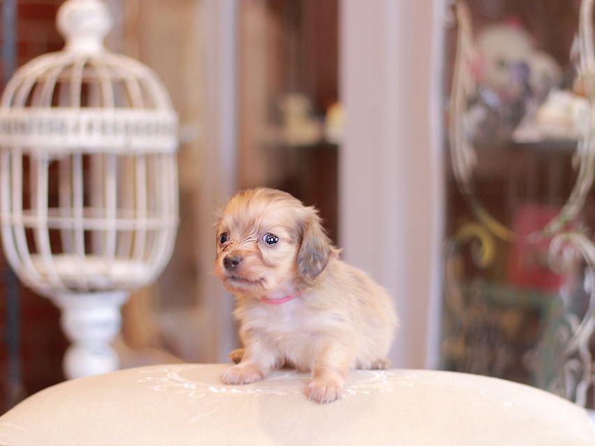 カニンヘン ダックスフンド シール & スカッシュの子犬 シェーデットイエロー（シェーデットクリーム） 男の子（2）