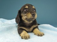 Kaninchen-Dachshund216