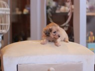 Kaninchen-Dachshund2168 Kaninchen-Dachshund2168