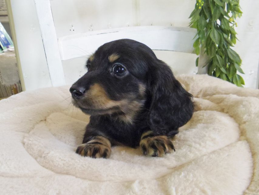 カニンヘン ダックスフンド クム & エレンの子犬 ブラックイエロー（ブラッククリーム） 男の子