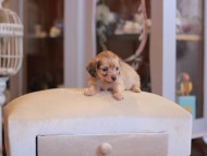 Kaninchen-Dachshund2173