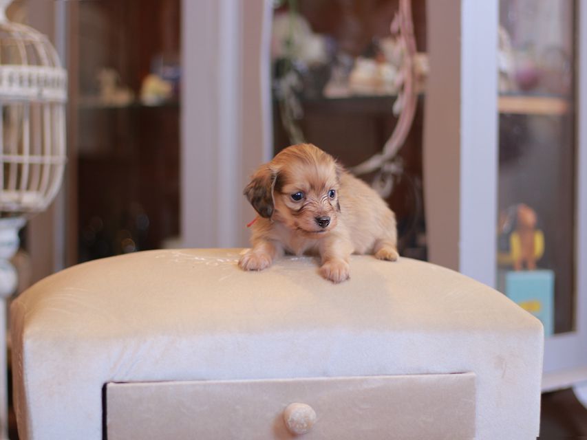 カニンヘン ダックスフンド シール & スカッシュの子犬 シェーデットイエロー（シェーデットクリーム） 男の子（2）