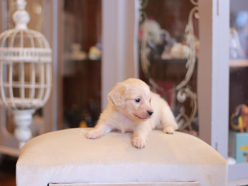 カニンヘン ダックスフンド シール & スカッシュの子犬 ペールイエロー（ピュアクリーム） 男の子（1）