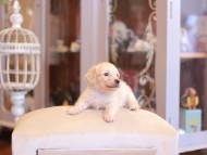 Kaninchen-Dachshund2182 Kaninchen-Dachshund2182