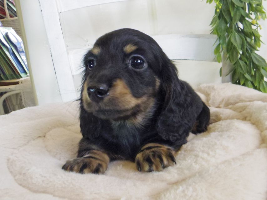 カニンヘン ダックスフンド クム & エレンの子犬 ブラックイエロー（ブラッククリーム） 男の子