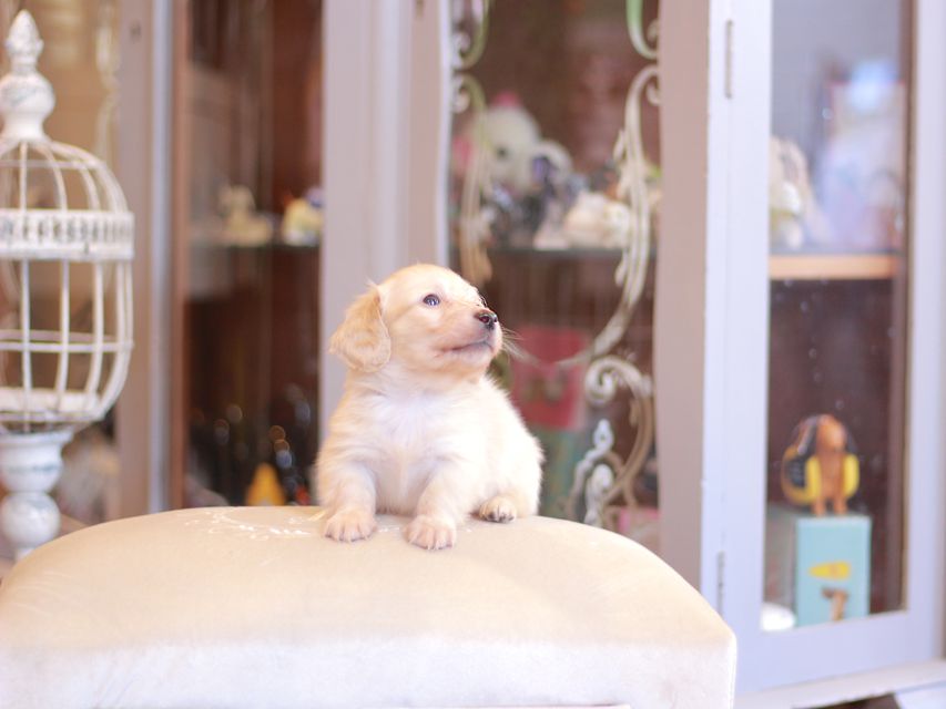 カニンヘン ダックスフンド シール & スカッシュの子犬 ペールイエロー（ピュアクリーム） 男の子（1）