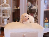 Kaninchen-Dachshund2195 Kaninchen-Dachshund2195