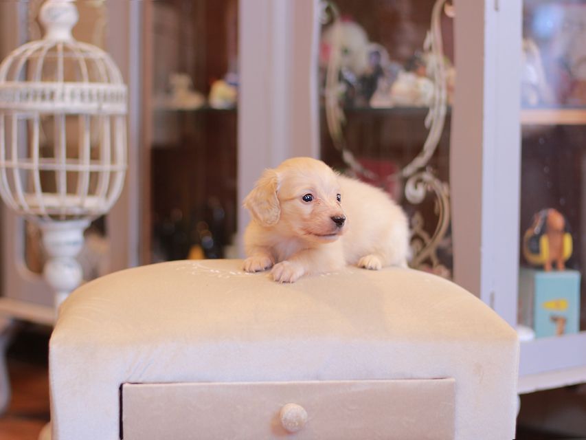 カニンヘン ダックスフンド シール & スカッシュの子犬 ペールイエロー（ピュアクリーム） 男の子（1）