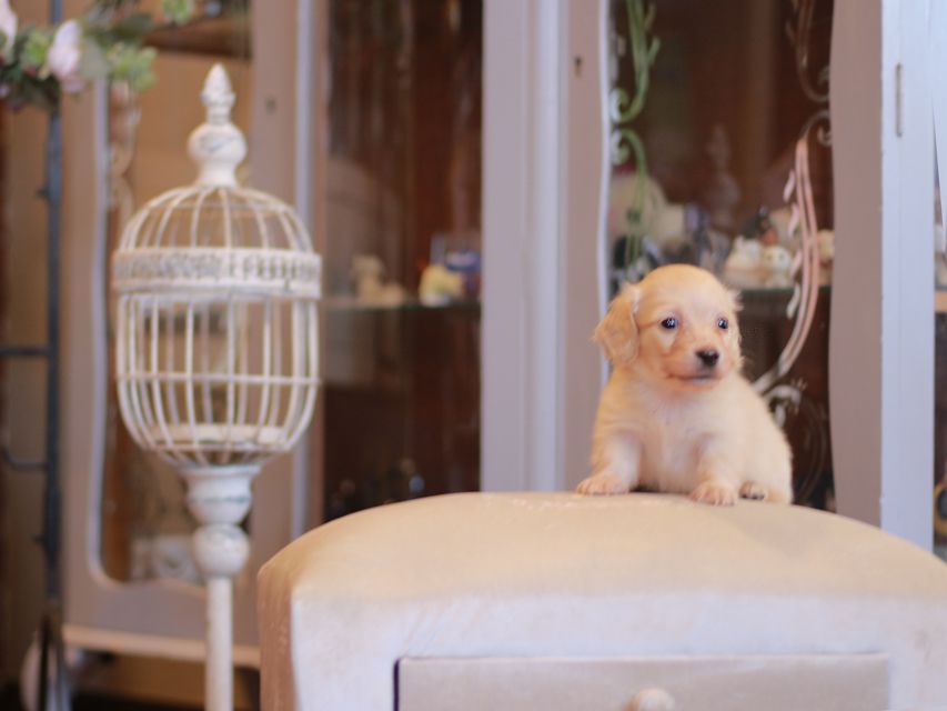 カニンヘン ダックスフンド シール & スカッシュの子犬 ペールイエロー（ピュアクリーム） 男の子（1）