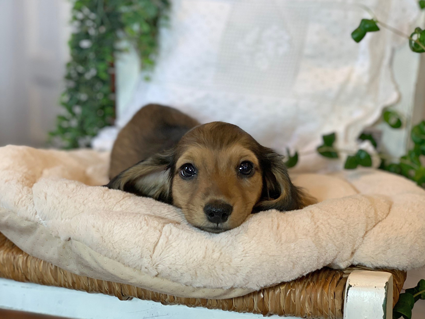 カニンヘン ダックスフンド カノア & ジムダンディの子犬 イエロー（クリーム） 男の子