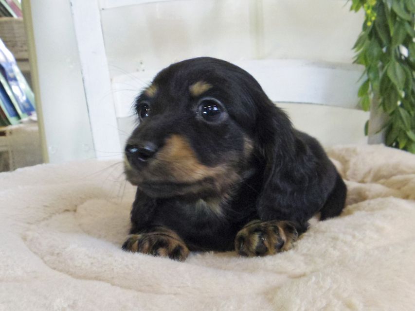カニンヘン ダックスフンド クム & エレンの子犬 ブラックイエロー（ブラッククリーム） 男の子