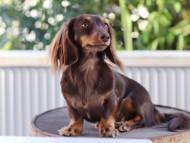 Kaninchen-Dachshund2