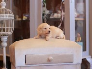 Kaninchen-Dachshund2223