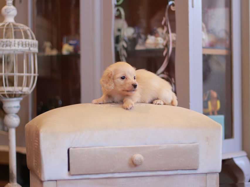 カニンヘン ダックスフンド シール & スカッシュの子犬 ペールイエロー（ピュアクリーム） 男の子（2）