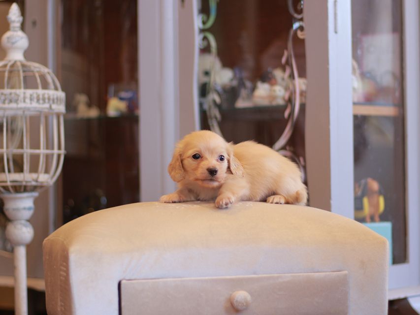 カニンヘン ダックスフンド シール & スカッシュの子犬 ペールイエロー（ピュアクリーム） 男の子（2）