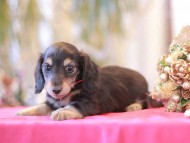 Kaninchen-Dachshund2