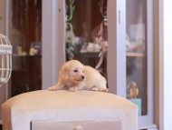 Kaninchen-Dachshund2236