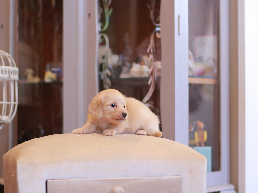 カニンヘン ダックスフンド シール & スカッシュの子犬 ペールイエロー（ピュアクリーム） 男の子（2）