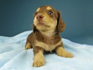 Kaninchen-Dachshund224