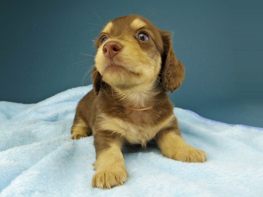 カニンヘン ダックスフンド ジャム & スルガの子犬 チョコイエロー(チョコクリーム) 女の子(1)Kaninchen-Dachshund224 カニンヘン ダックスフンド ジャム & スルガの子犬 チョコイエロー(チョコクリーム) 女の子(1)